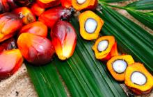 Palm oil